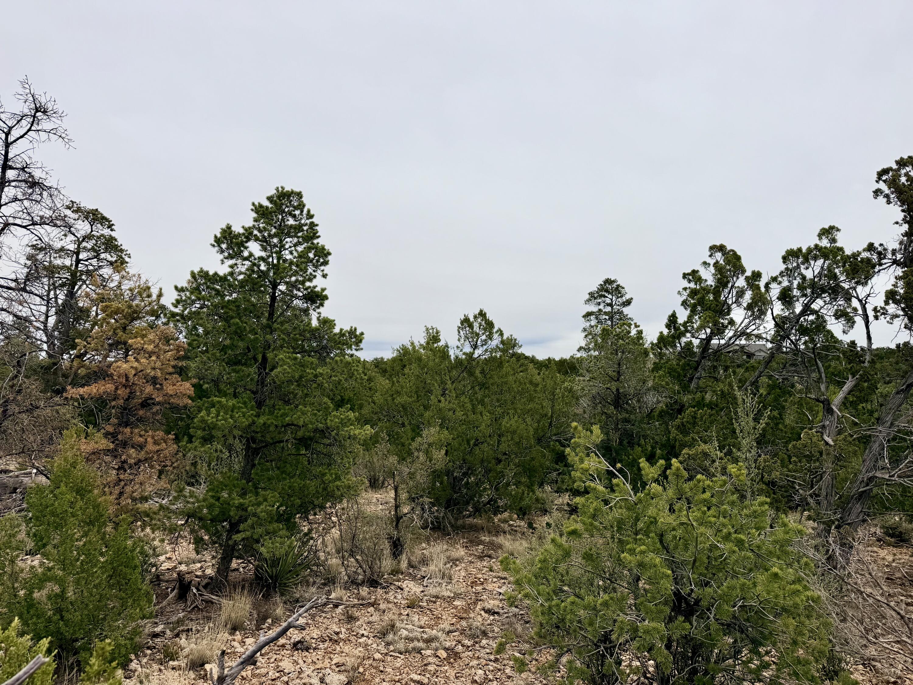 4918 Sunset Ridge Loop Happy Jack, AZ 86024 - Photo 3 of 12