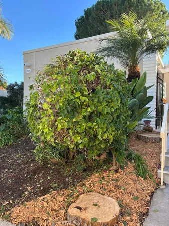 a view of a backyard
