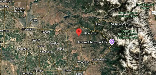 a close up of a tree