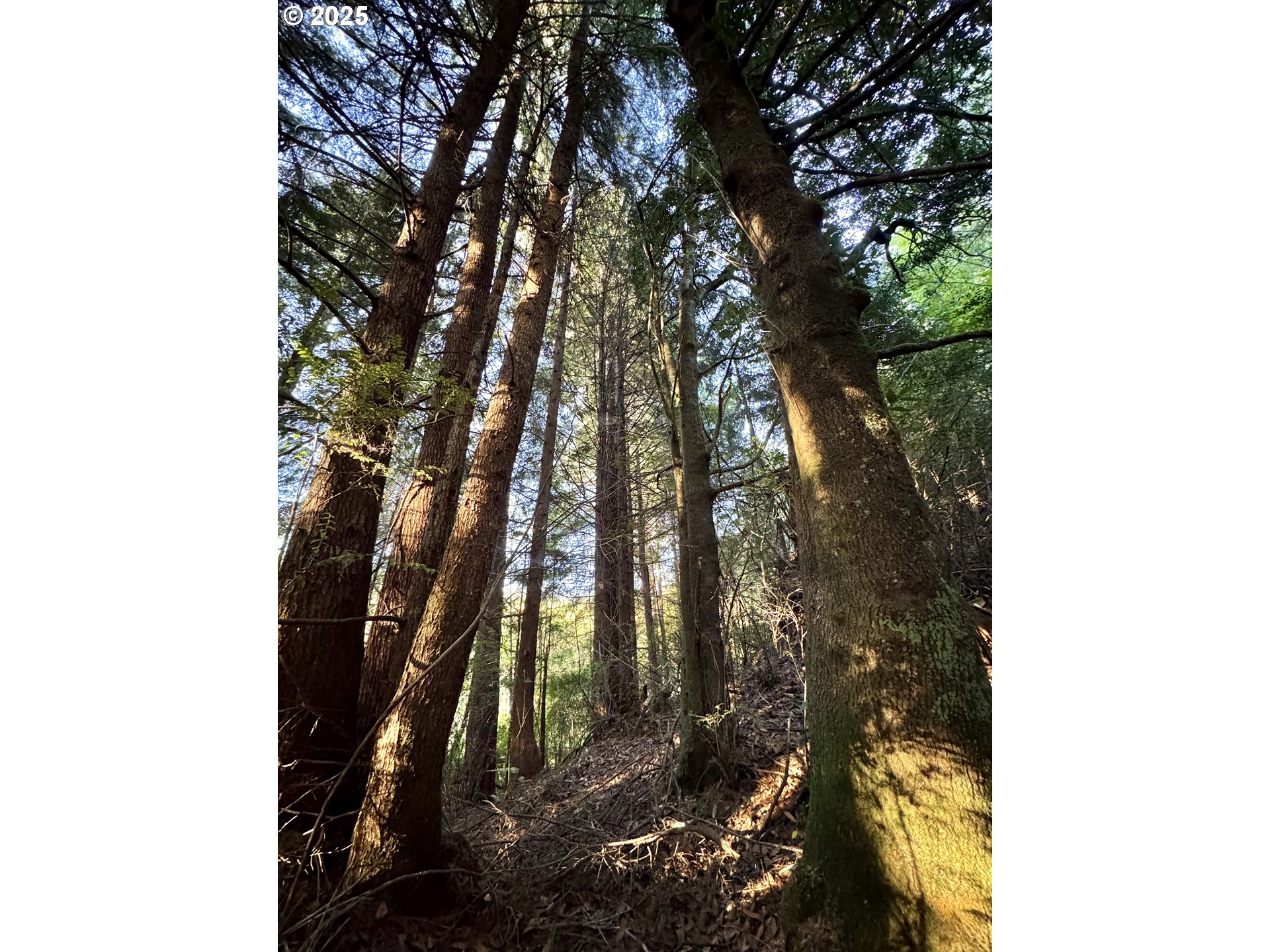 0 Old Wagon Road Coos Bay, OR 97420 - Photo 22 of 41 Gallery Image 22