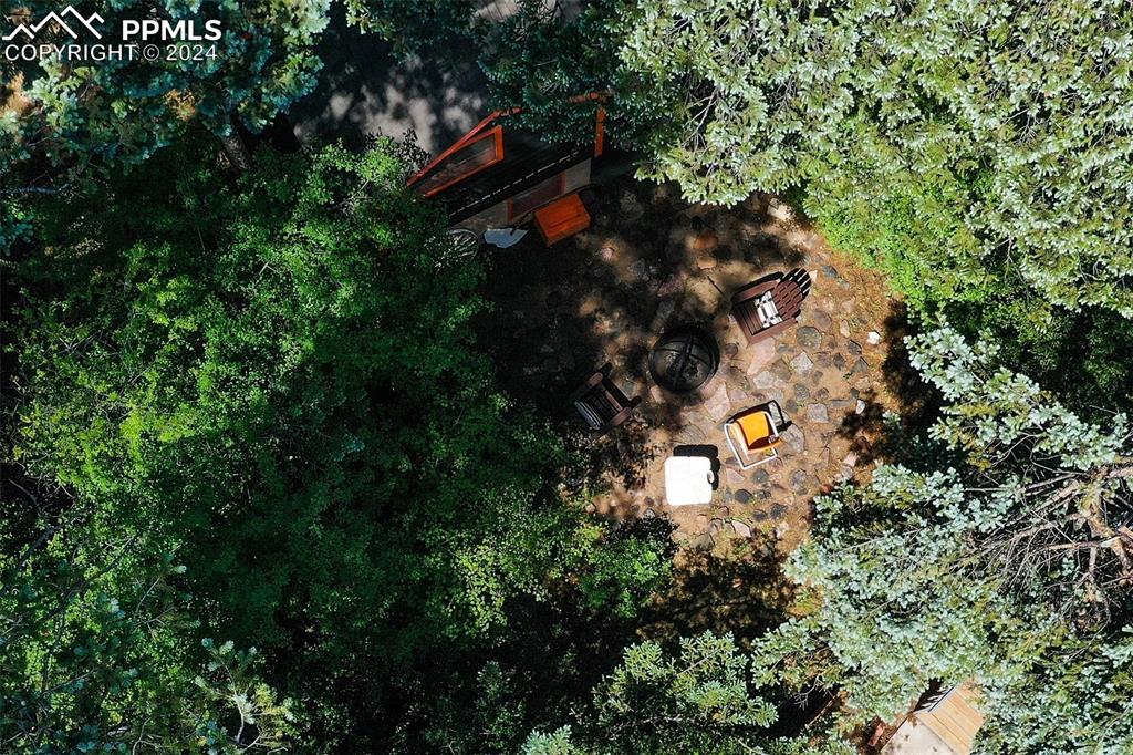 6015 Sioux Trail Cascade, CO 80809 - Photo 43 of 50 a picture of tree