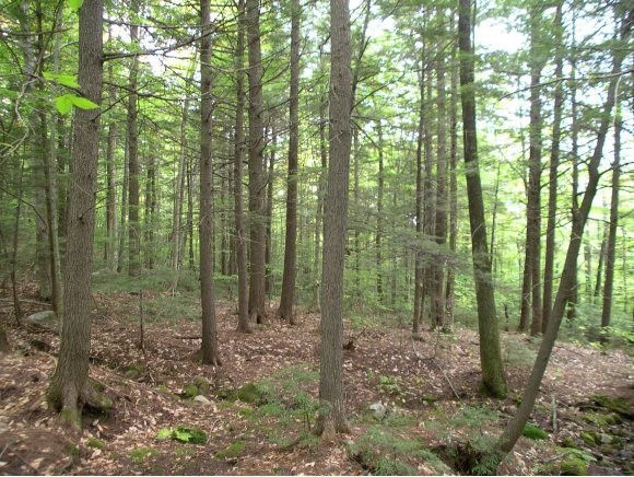 885 Mt Cardigan Road Alexandria, NH 03222 - Photo 5 of 20 Gallery Image 5