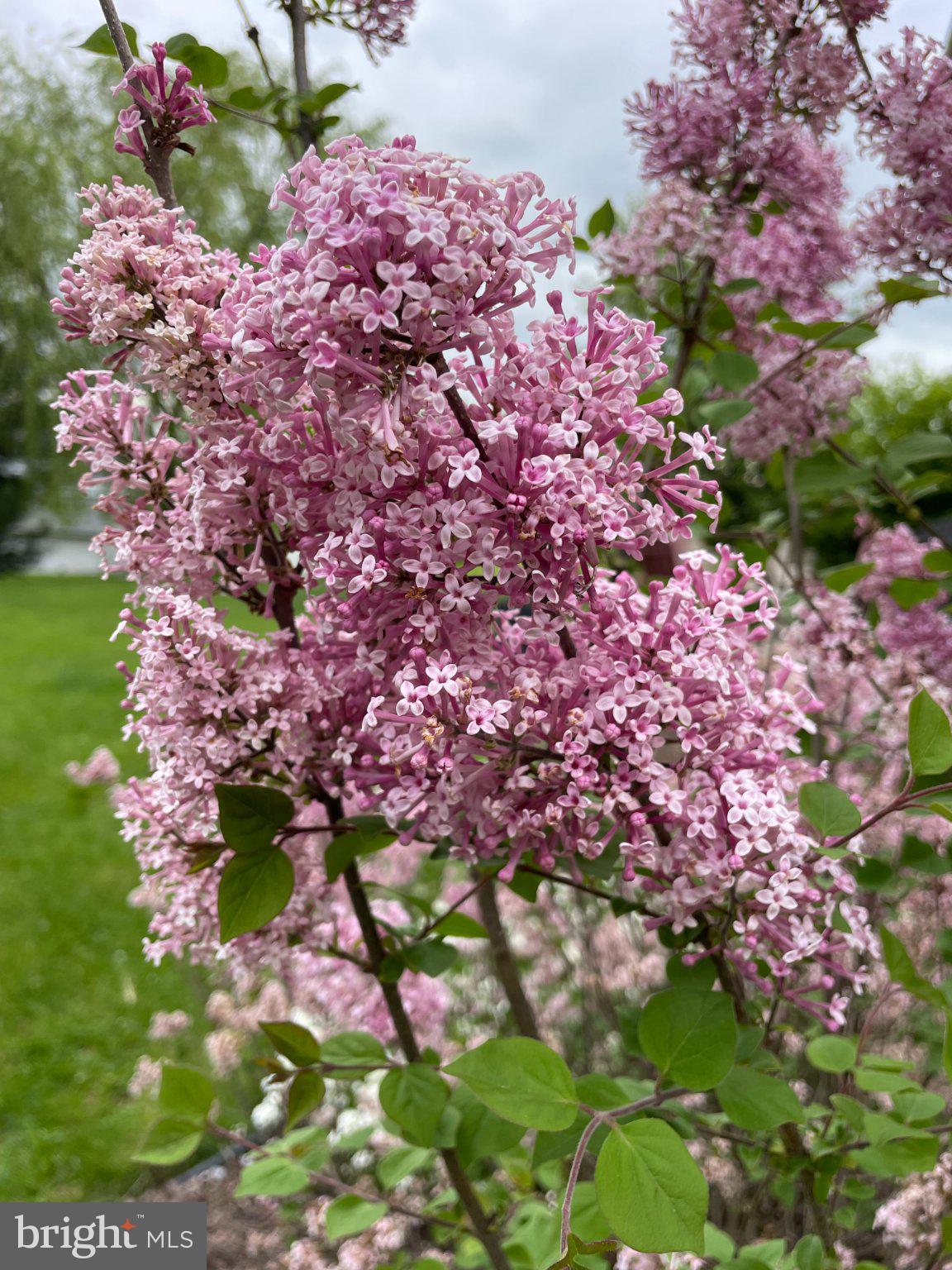 510 Martins Road Reading, PA 19608 - Photo 48 of 52 Blooming lilacs in soft pink hues.