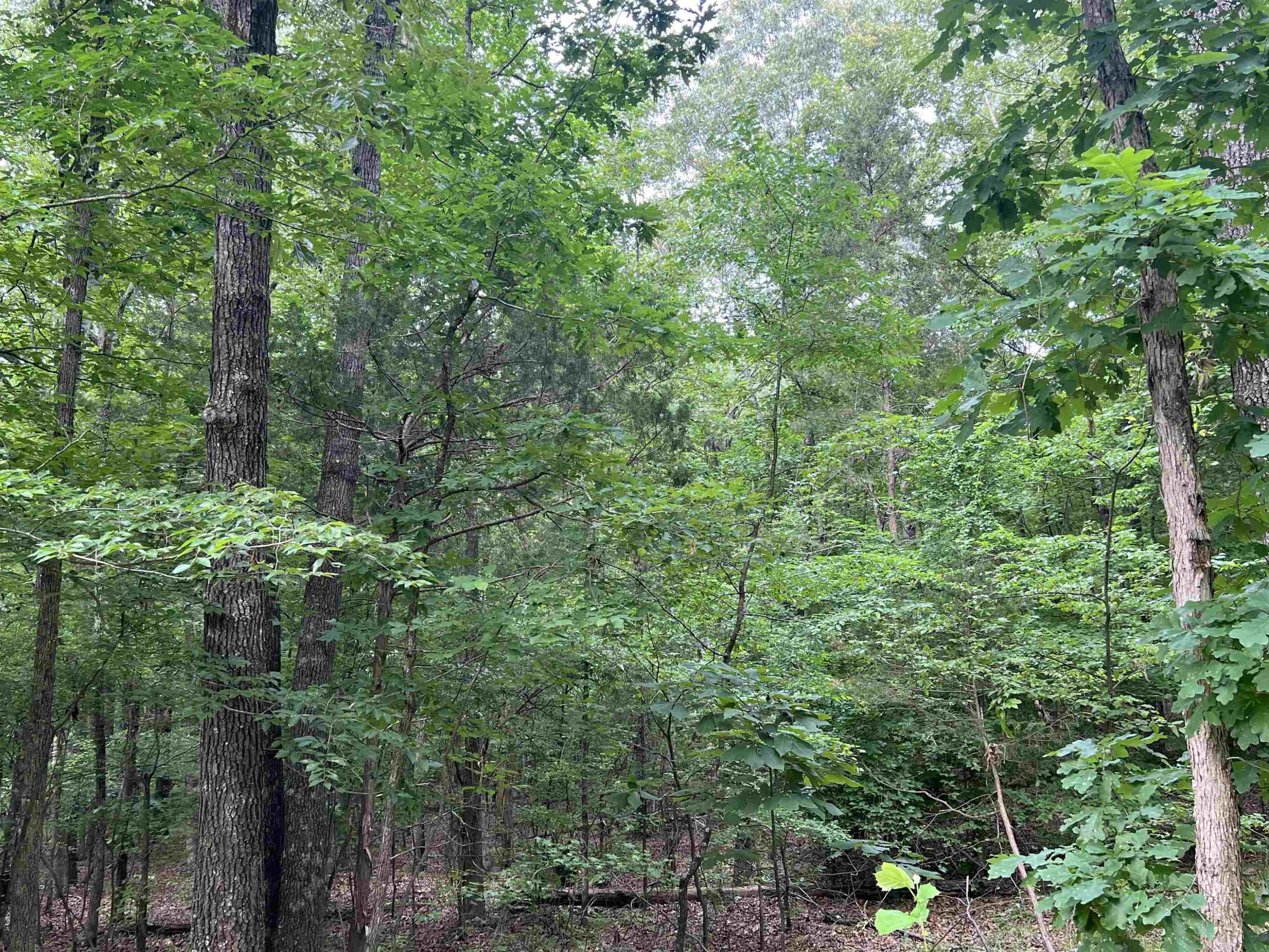 950 Excalibur Trail Cedar Grove, TN 38321 - Photo 2 of 8 Photo 2