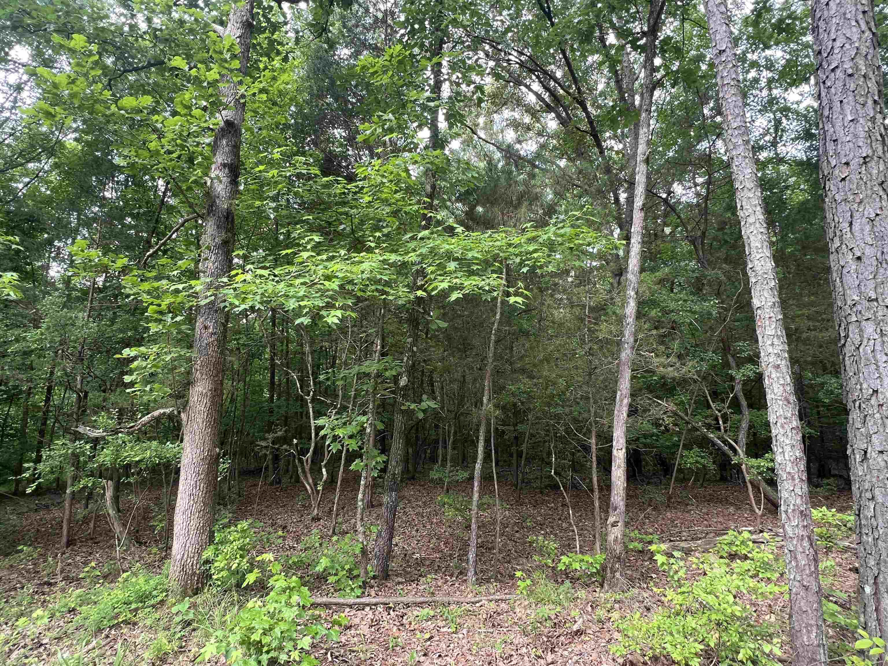 950 Excalibur Trail Cedar Grove, TN 38321 - Photo 3 of 8 Photo 3