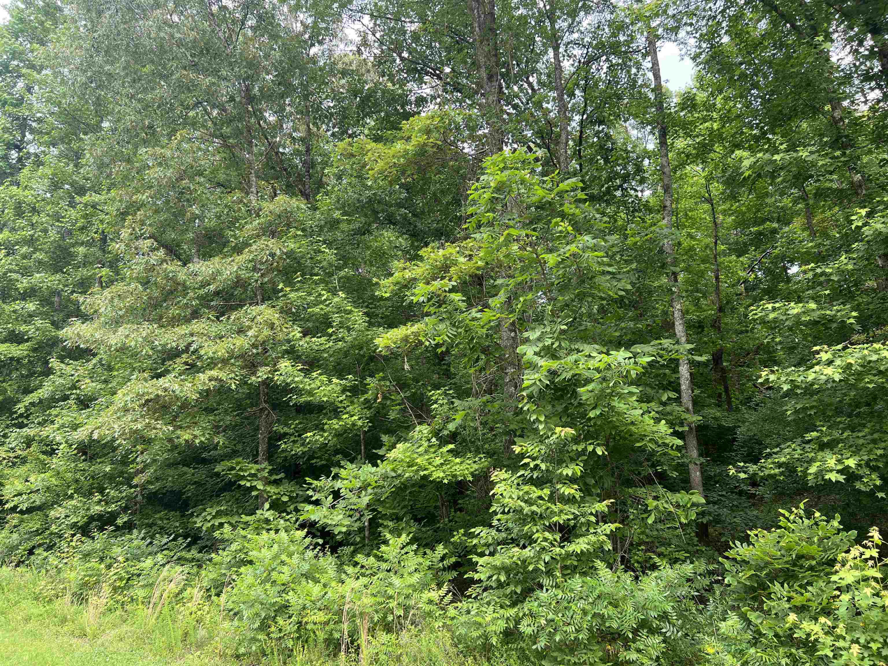 950 Excalibur Trail Cedar Grove, TN 38321 - Photo 4 of 8 Photo 4