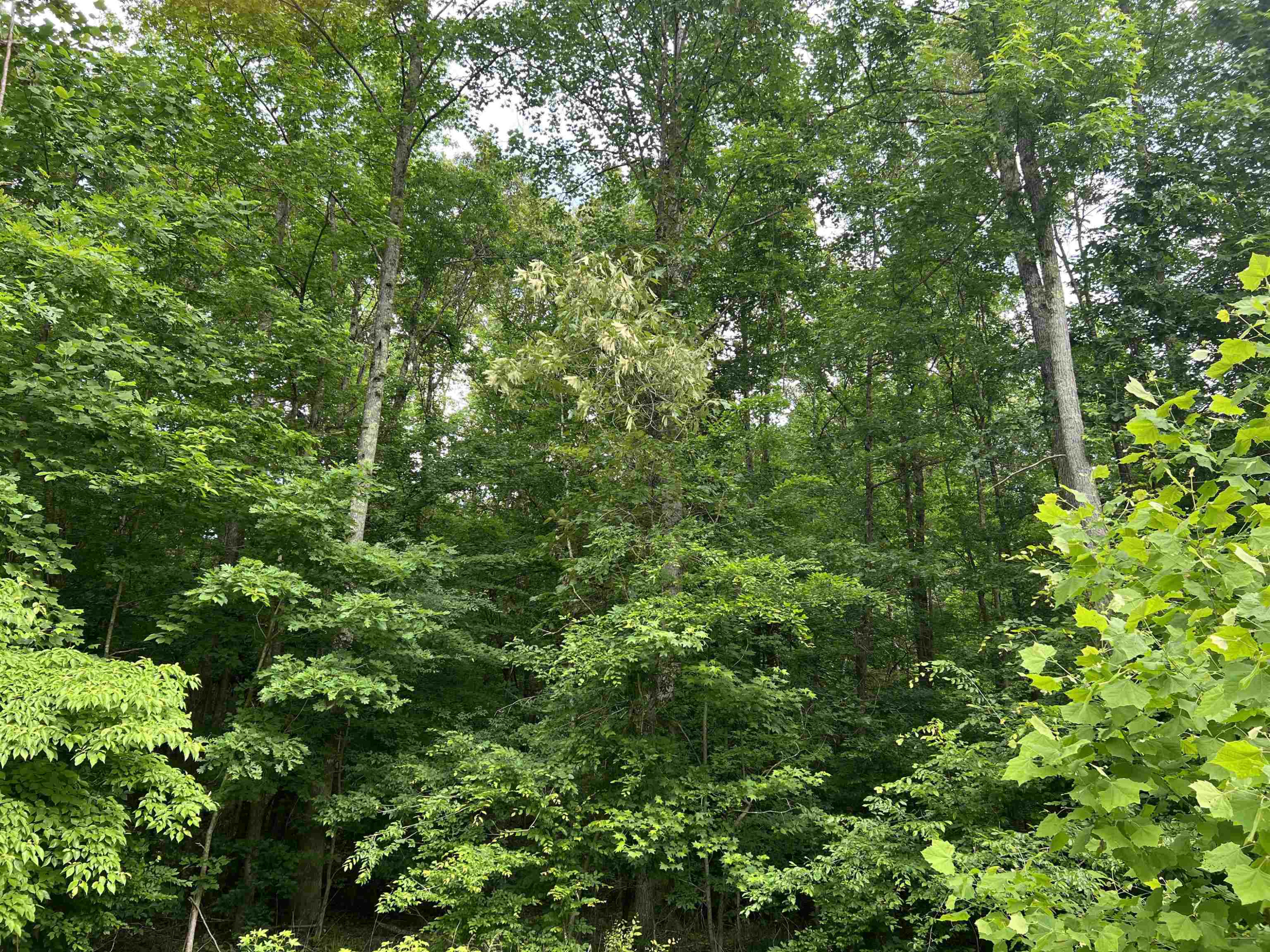 950 Excalibur Trail Cedar Grove, TN 38321 - Photo 5 of 8 Photo 5