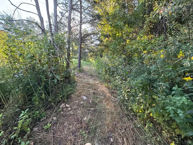 a view of a forest with lots of trees