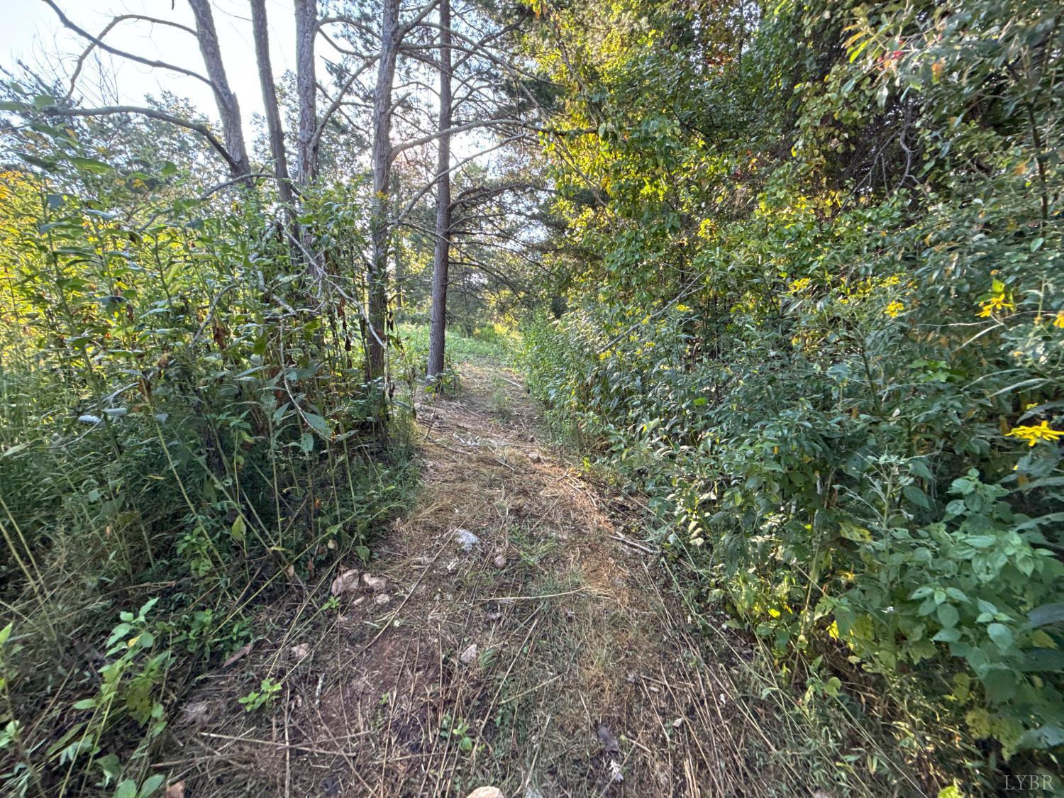 a view of a forest with lots of trees