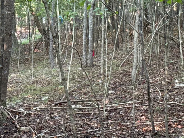 a view of a forest with trees in the background