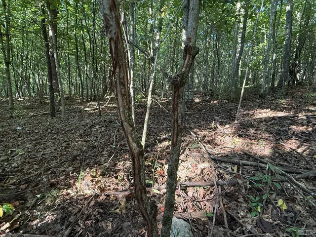 a view of outdoor space and trees