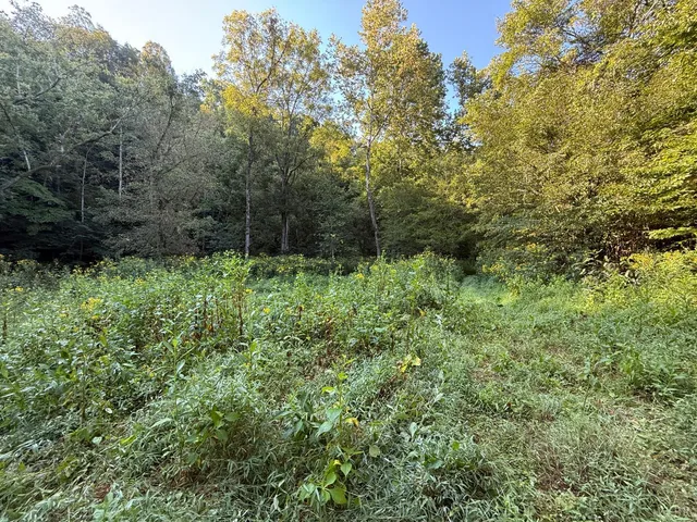a view of a lush green forest