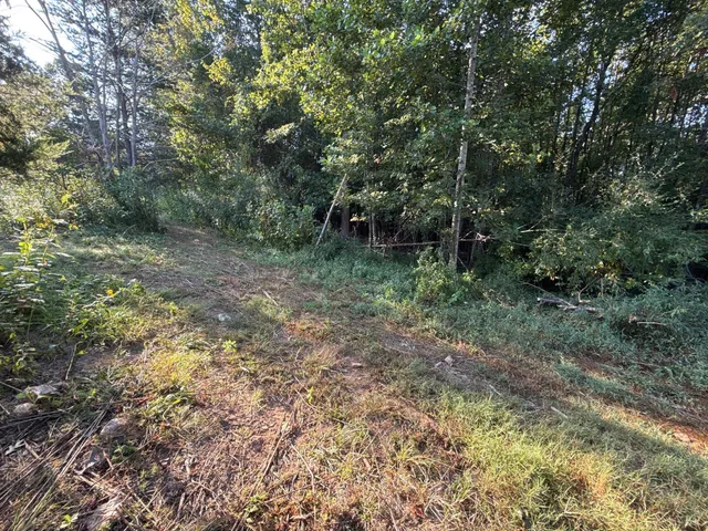 a view of a trees in a yard