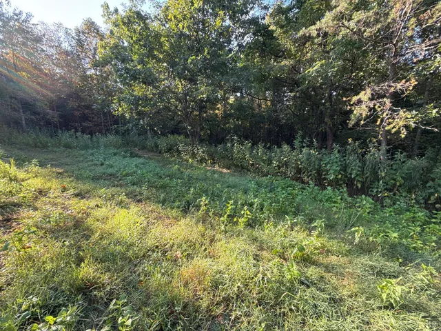 a view of a garden with a tree