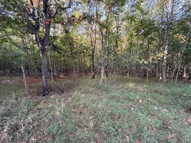 a view of a forest with trees in the background