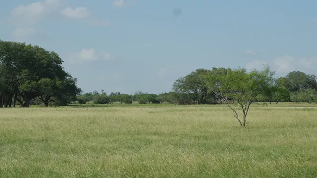 a view of beach and trees