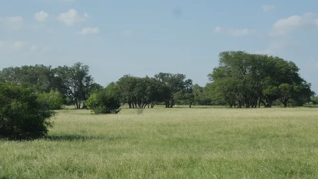 a view of large trees with a yard