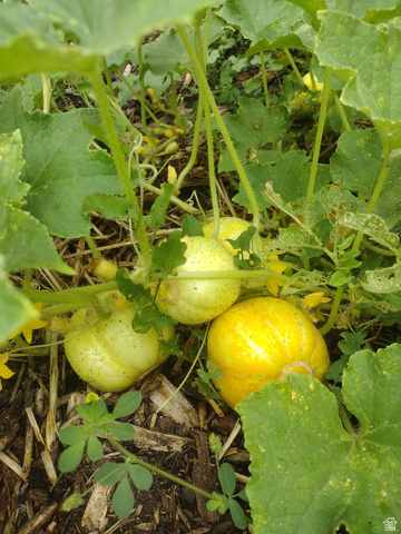 157 West 500 South Logan, UT 84321 - Photo 25 of 38 Garden bed with robust green foliage, visible yellow flower buds, and three developing melon fruits