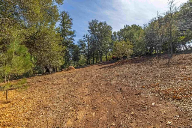 a view of dirt yard with a large tree