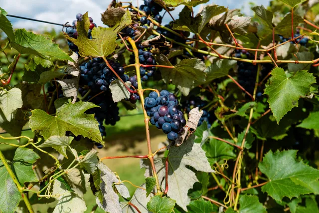 $1,900,000 | 8520 South Gass Lake Road, Newton, WI 53063