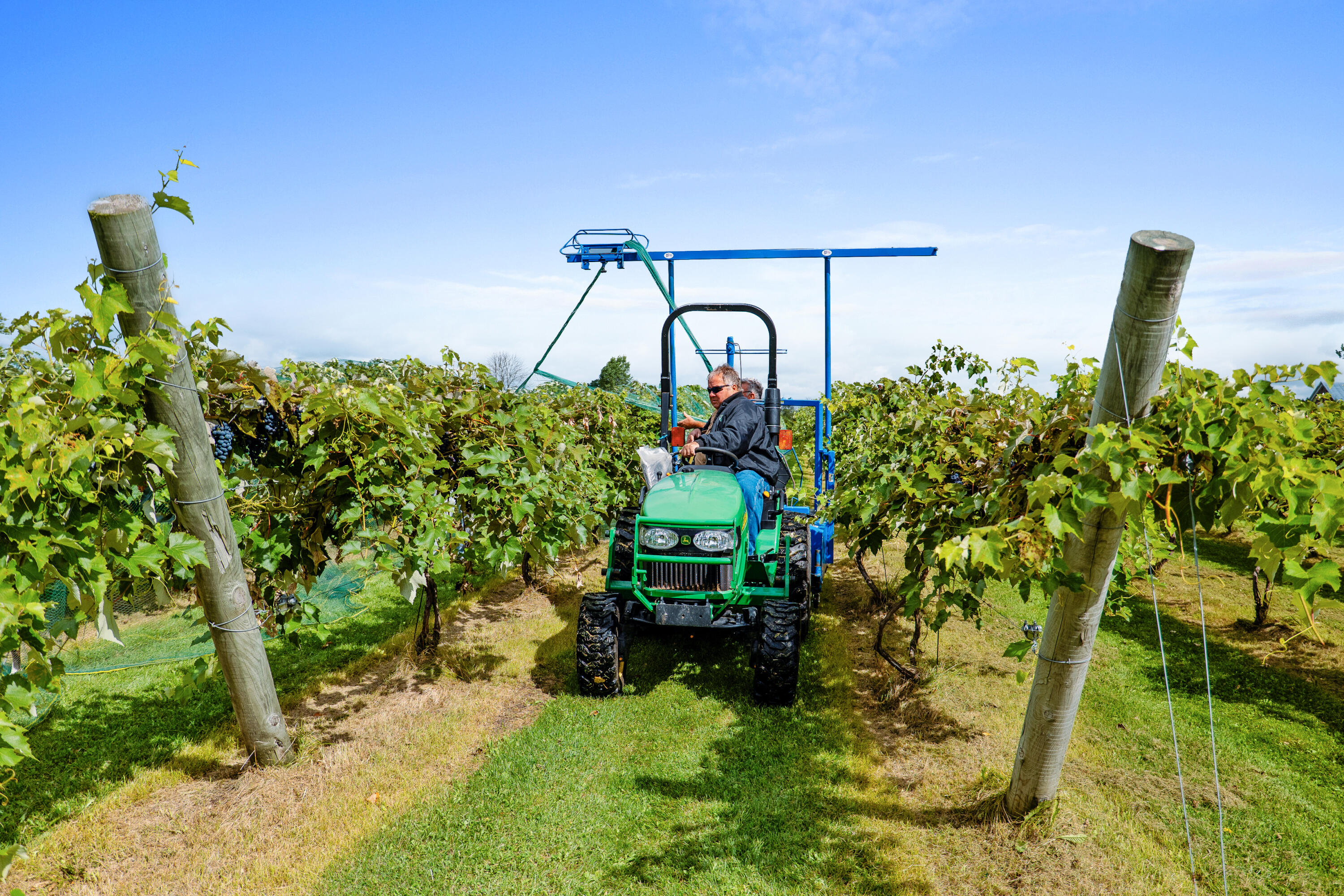 8520 South Gass Lake Road Newton, WI 53063 - Photo 9 of 28 Working Vineyard