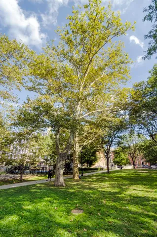 a garden view with trees