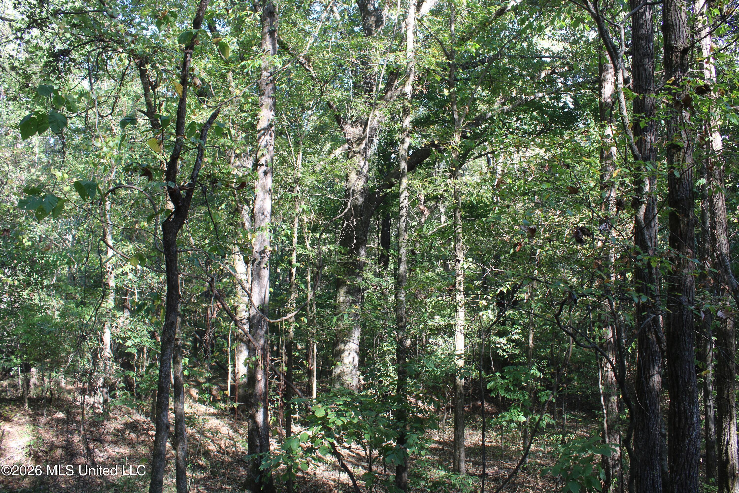15 Tulane Road Nesbit, MS 38651 - Photo 30 of 64 IMG_8245