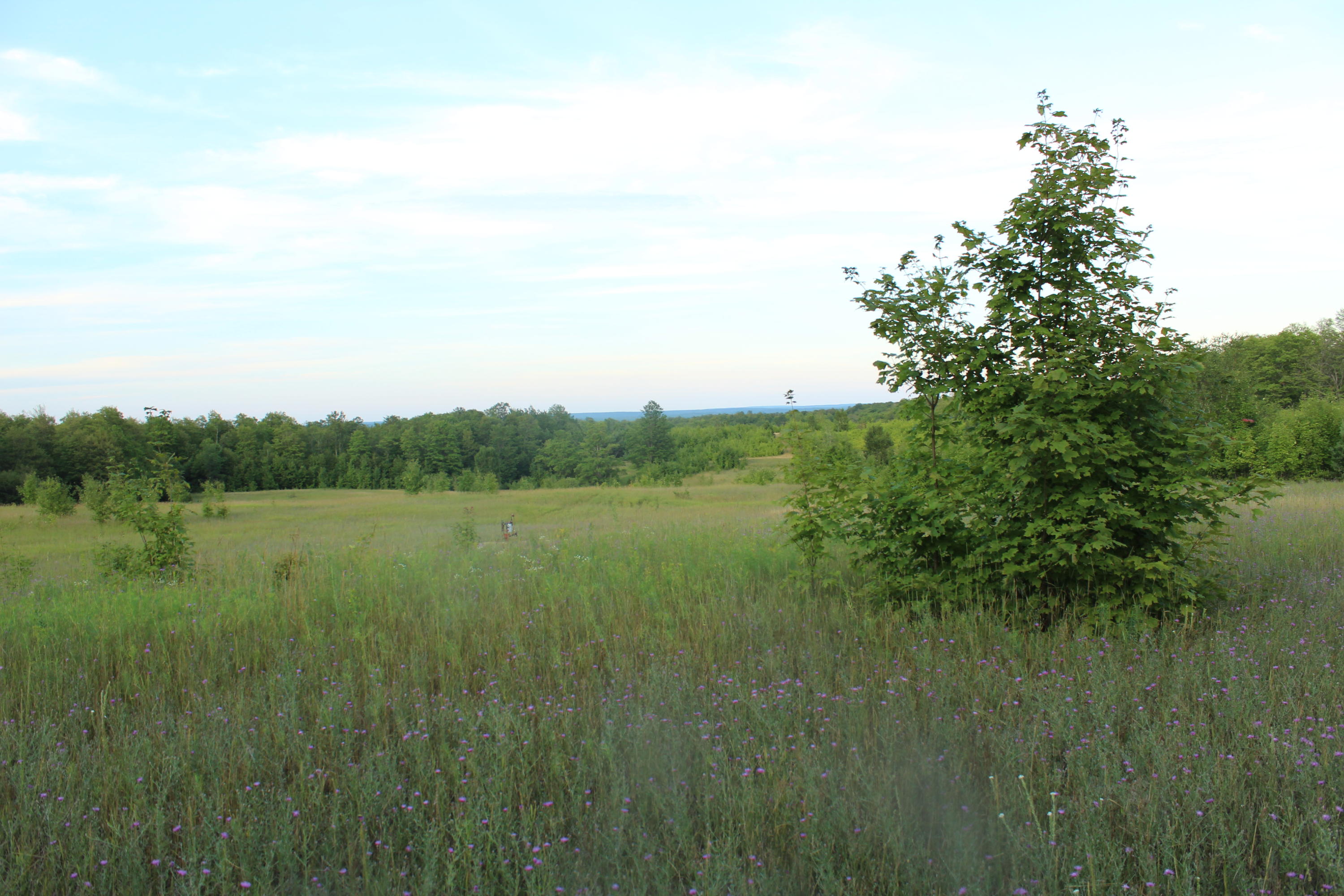 Sturgeon Valley Road Vanderbilt, MI 49795 - Photo 1 of 13 Gallery Image 1