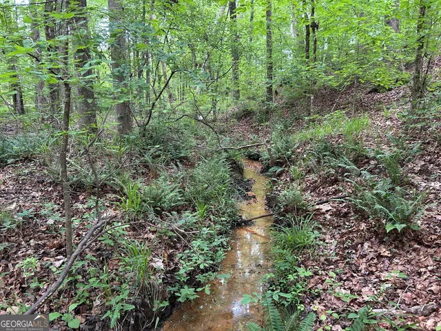 a view of a forest with lots of trees