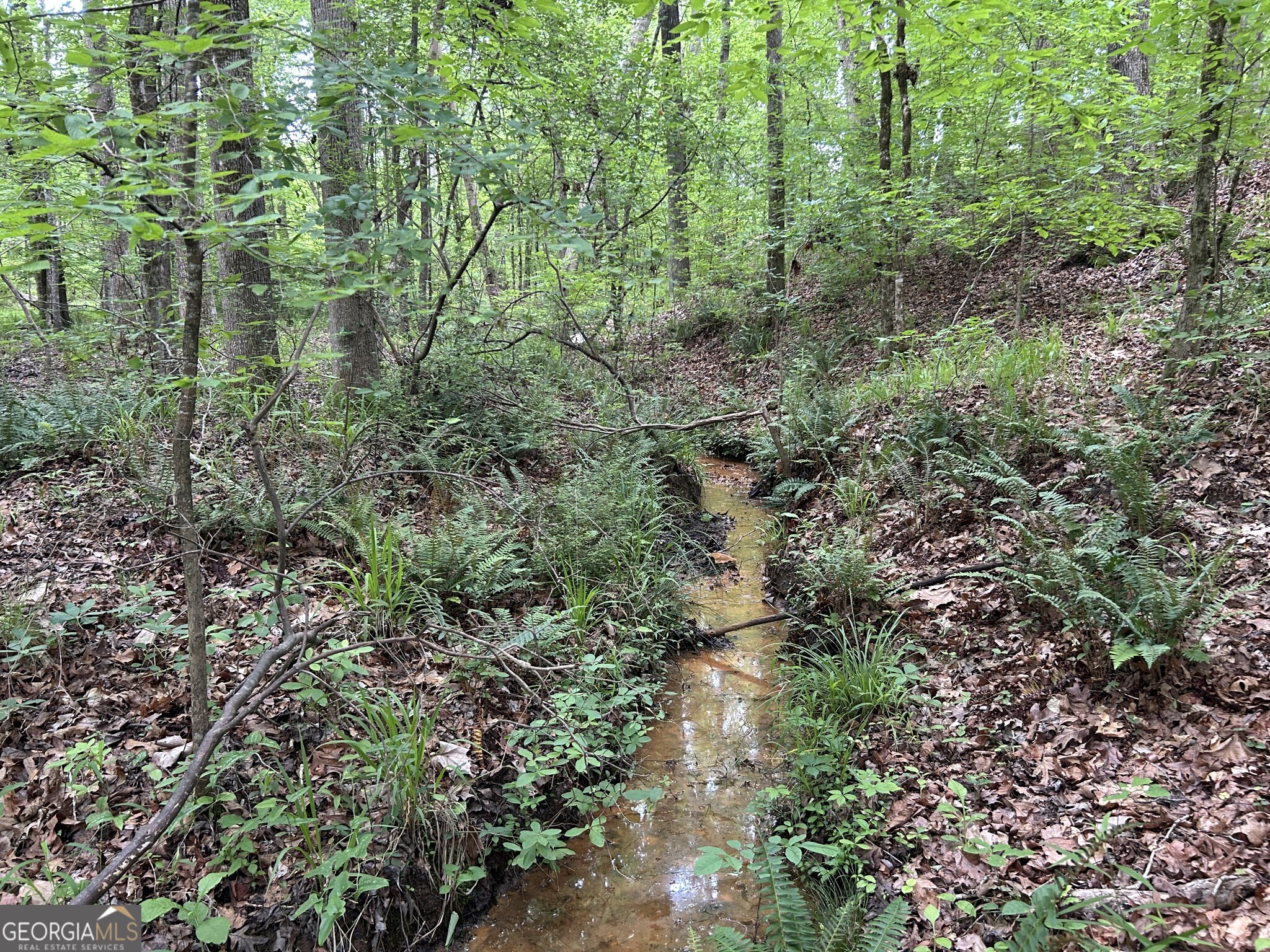 a view of a forest with lots of trees