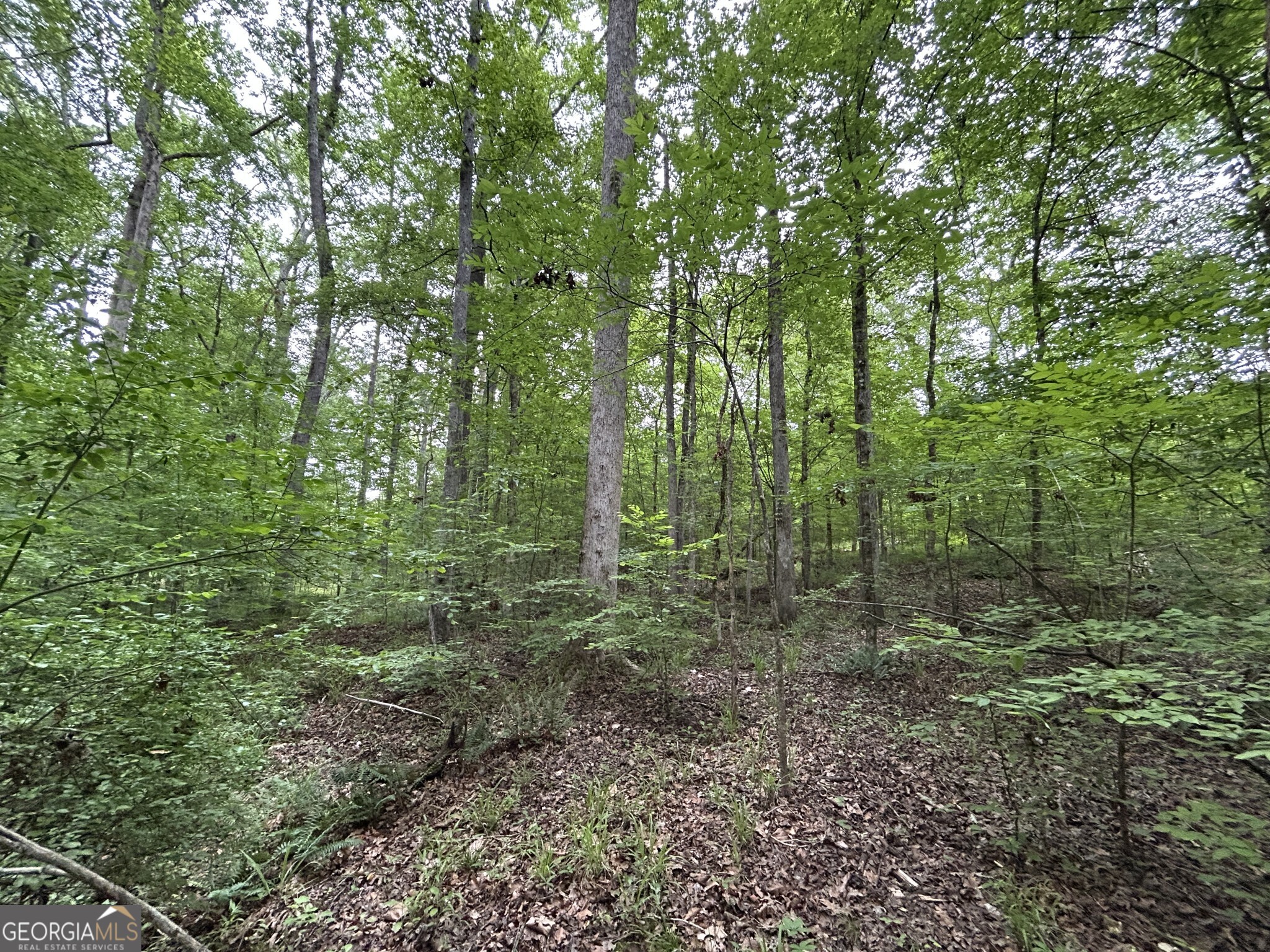 0 Mcdade Road Eatonton, GA 31024 - Photo 17 of 21 a view of a lush green forest