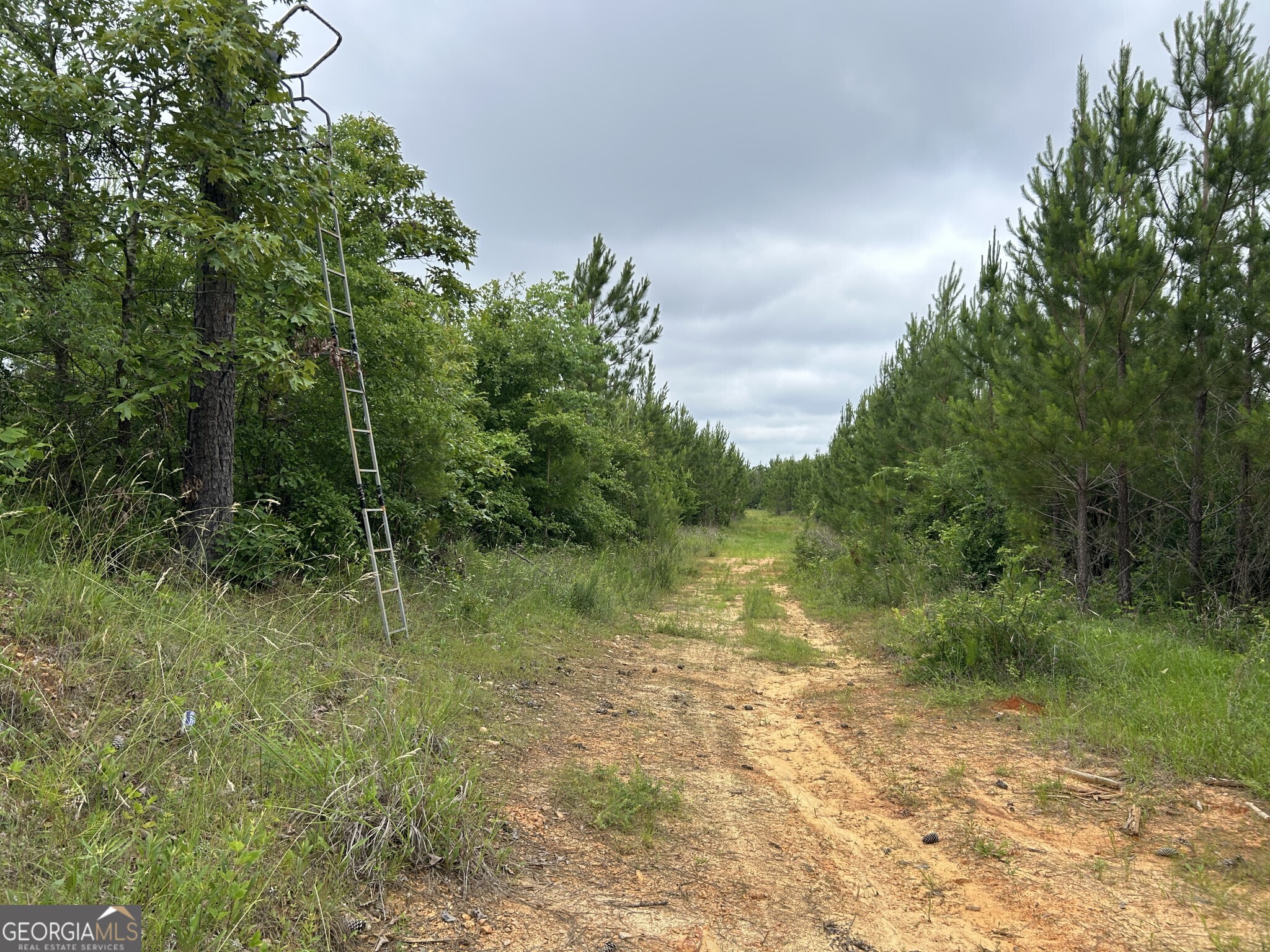 0 Mcdade Road Eatonton, GA 31024 - Photo 20 of 21 a view of a garden with a tree
