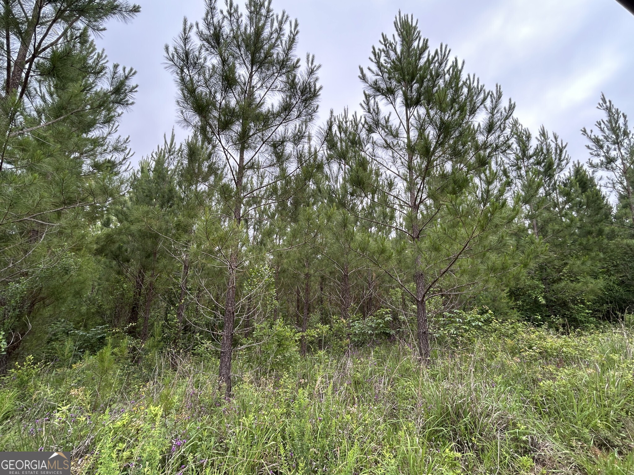 0 Mcdade Road Eatonton, GA 31024 - Photo 4 of 21 a view of a lush green forest