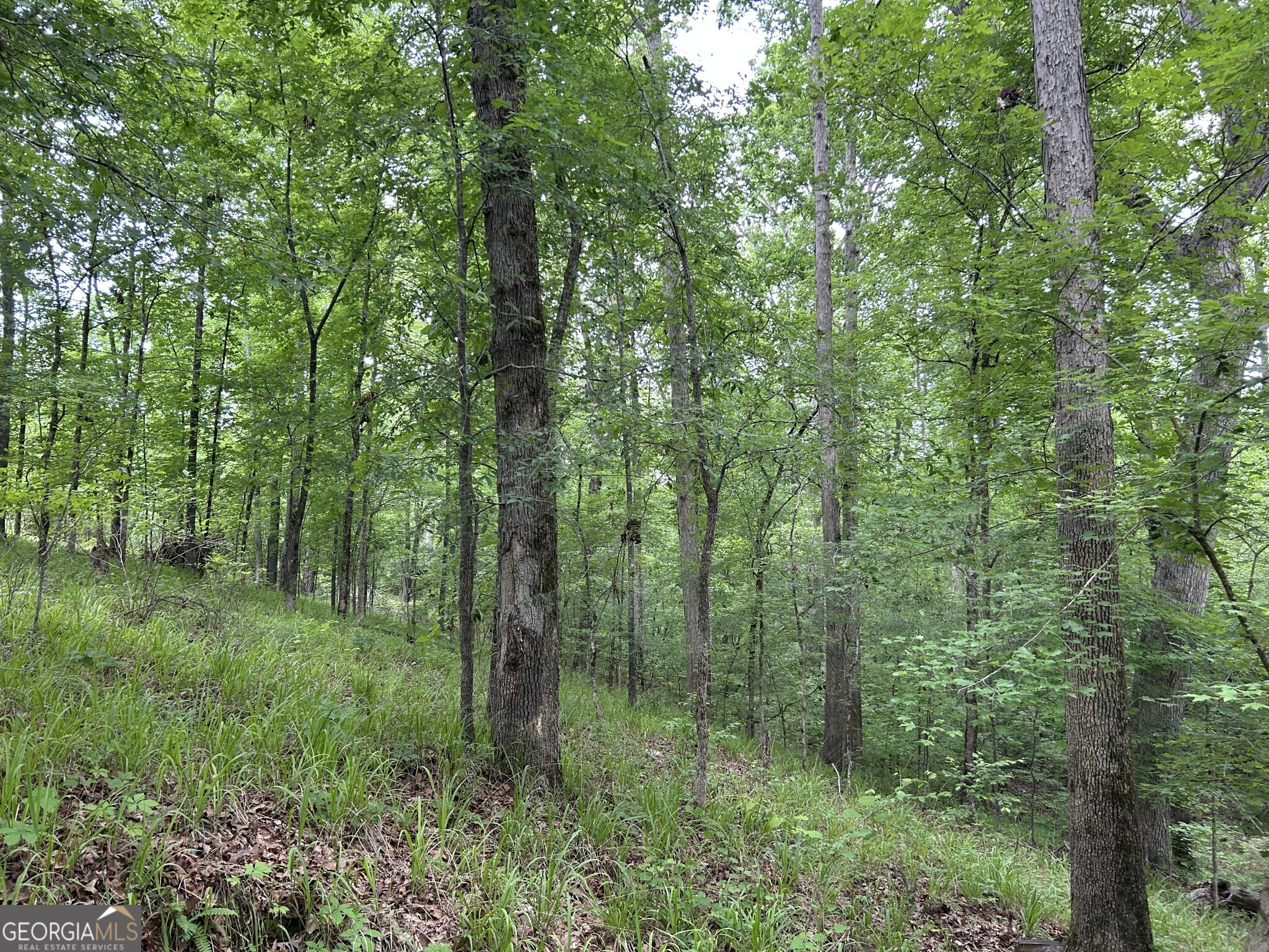 0 Mcdade Road Eatonton, GA 31024 - Photo 5 of 21 a view of a lush green forest