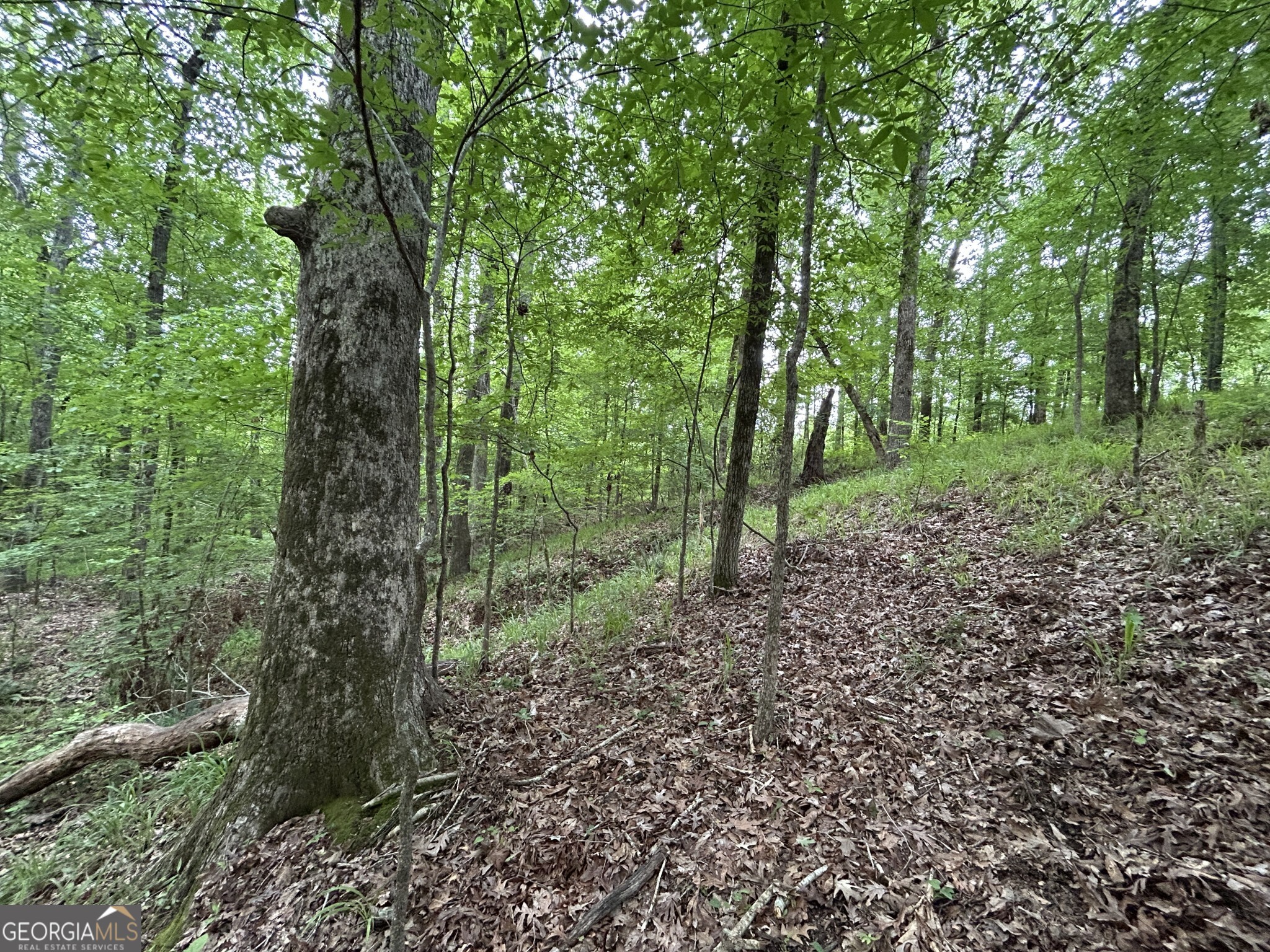 0 Mcdade Road Eatonton, GA 31024 - Photo 6 of 21 a view of a forest that has large trees