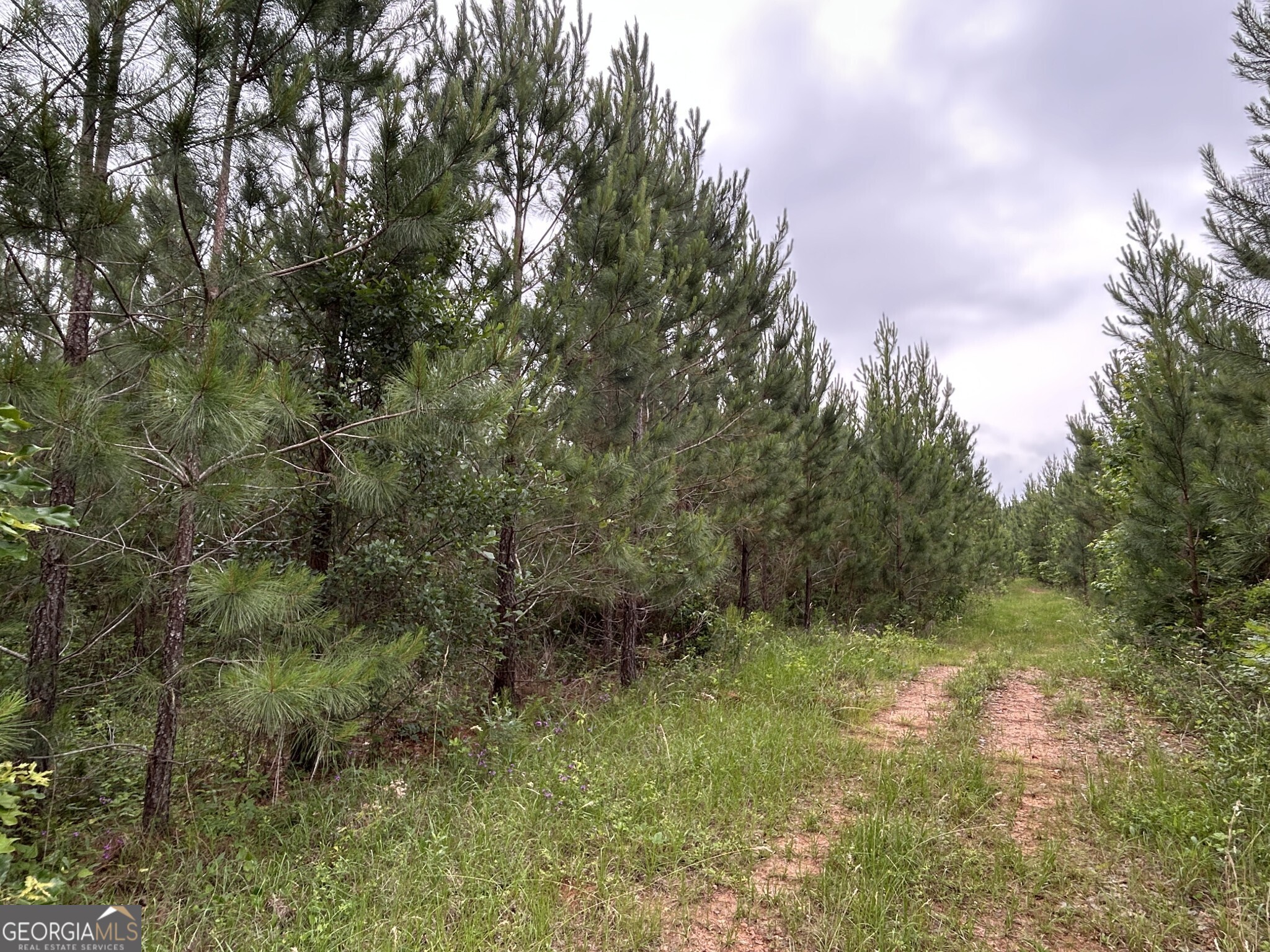 0 Mcdade Road Eatonton, GA 31024 - Photo 8 of 21 a view of a lush green forest
