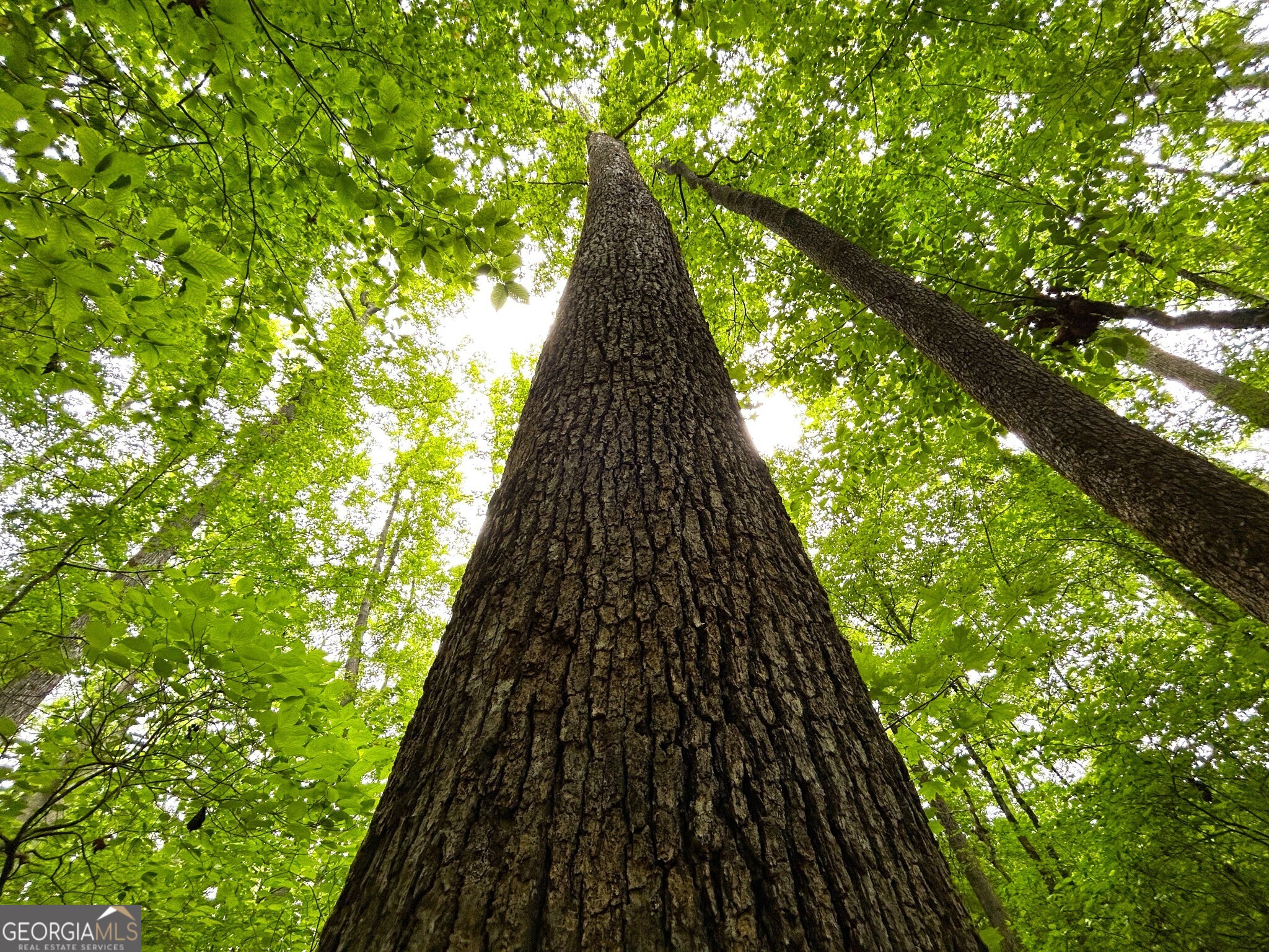 0 Mcdade Road Eatonton, GA 31024 - Photo 9 of 21