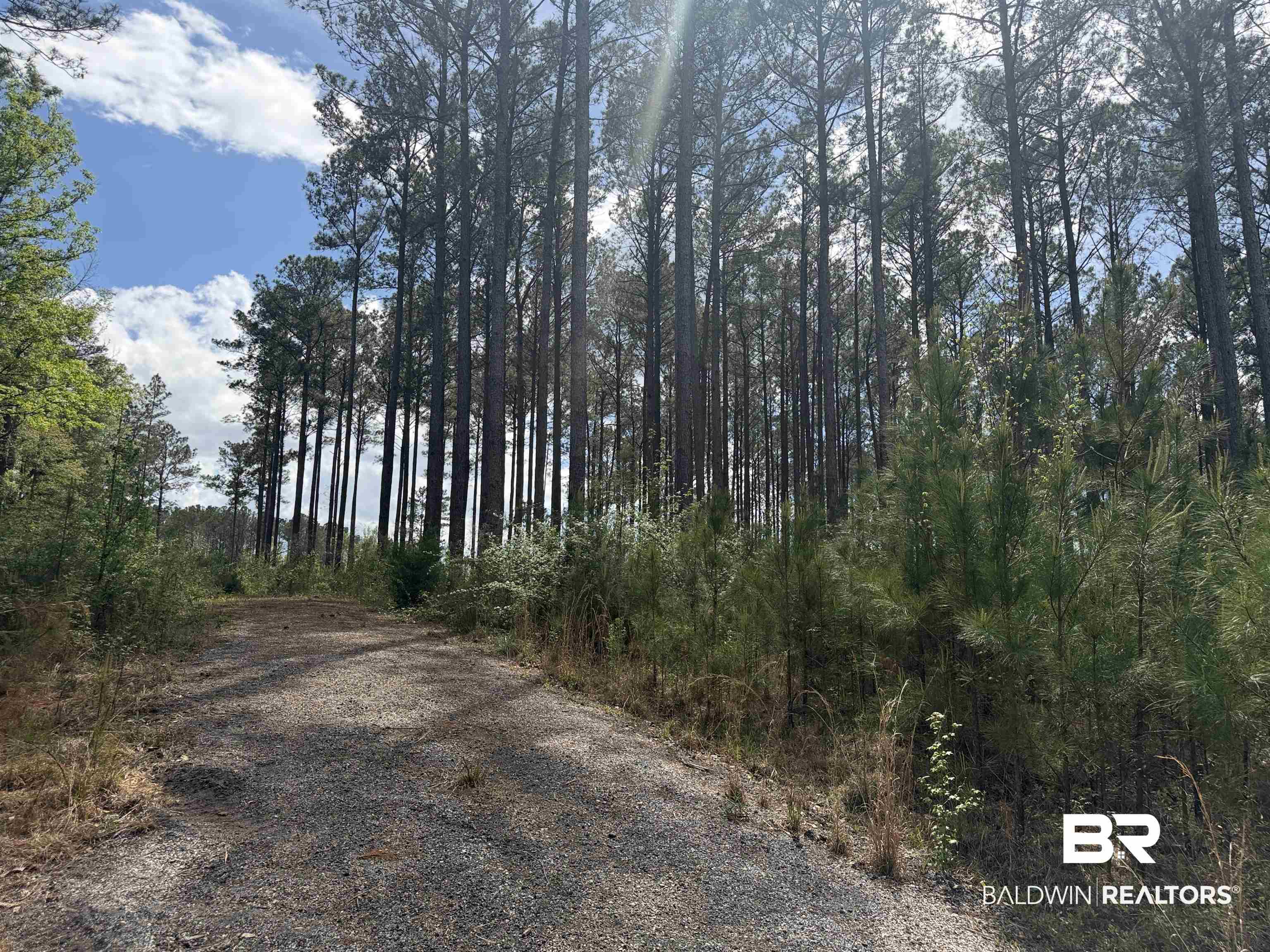 Tbd Old Drive In Road Grove Hill, AL 36451 - Photo 5 of 9 View of road featuring a wooded view