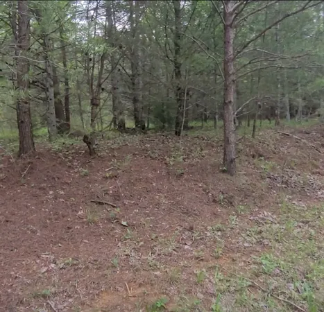 a view of a forest with trees in the background
