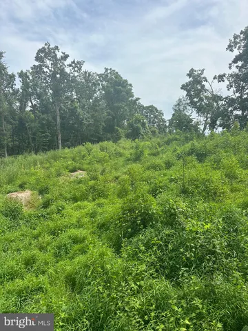 a view of a lush green space