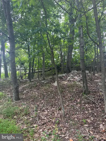 a view of a forest with trees in the background