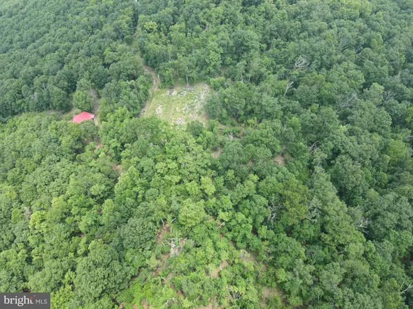 a close up of a lush green forest