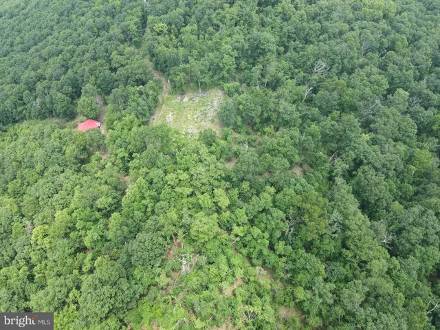 a close up of a lush green forest