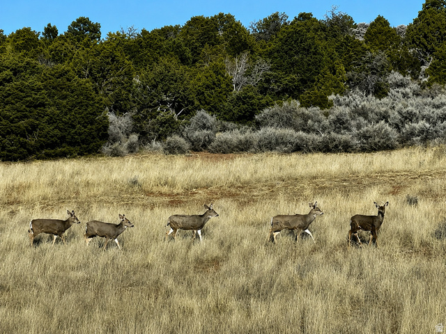 347 East North Old Summit Road Monticello, UT 84535 - Photo 14 of 30 Additional content