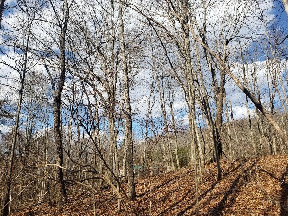 1072 Lowes Gap Road Spring City, TN 37381 - Photo 15 of 22 20220211_142506_resized