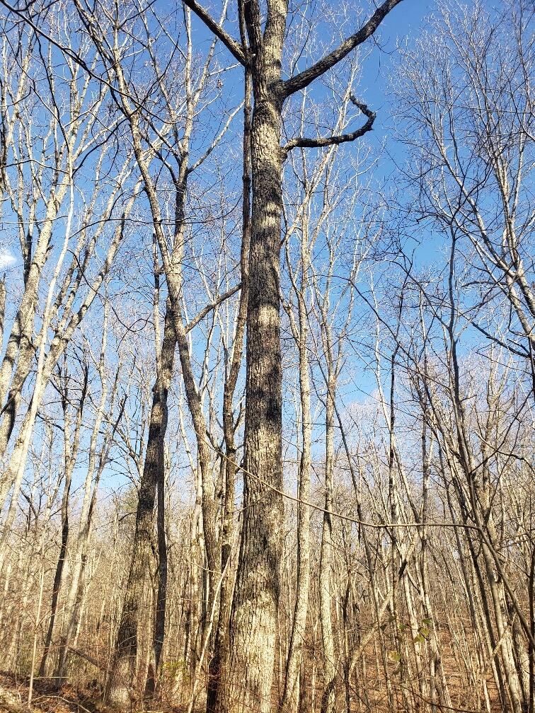 1072 Lowes Gap Road Spring City, TN 37381 - Photo 16 of 22 20220211_142513_resized