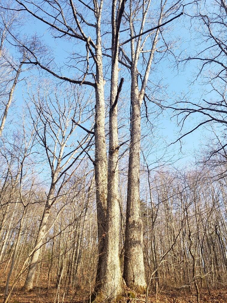 1072 Lowes Gap Road Spring City, TN 37381 - Photo 18 of 22 20220211_143322_resized