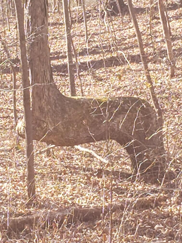 1072 Lowes Gap Road Spring City, TN 37381 - Photo 2 of 22 20211223_123920_resized