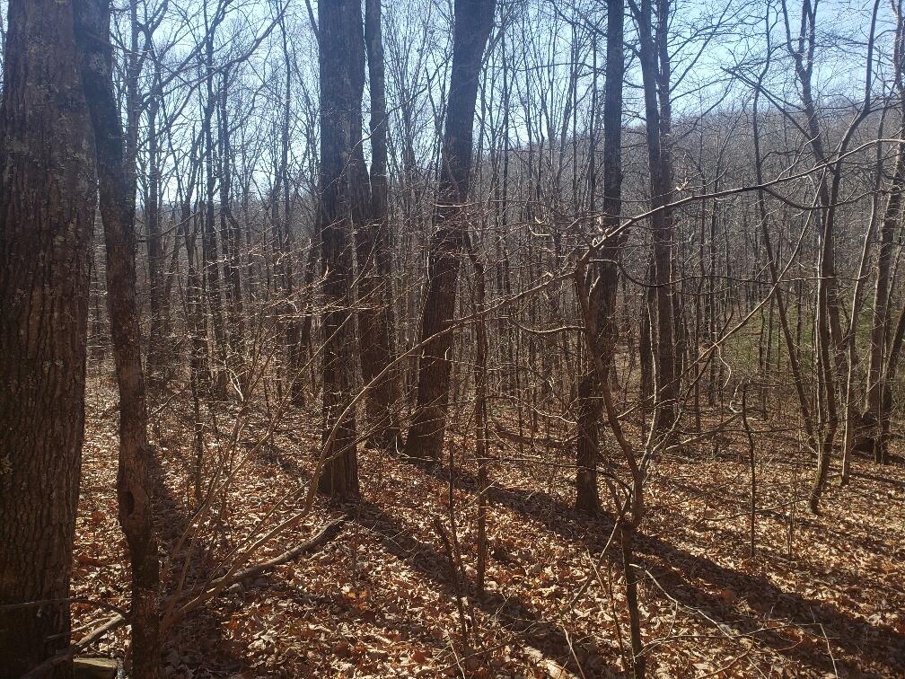 1072 Lowes Gap Road Spring City, TN 37381 - Photo 4 of 22 20211223_123349_resized