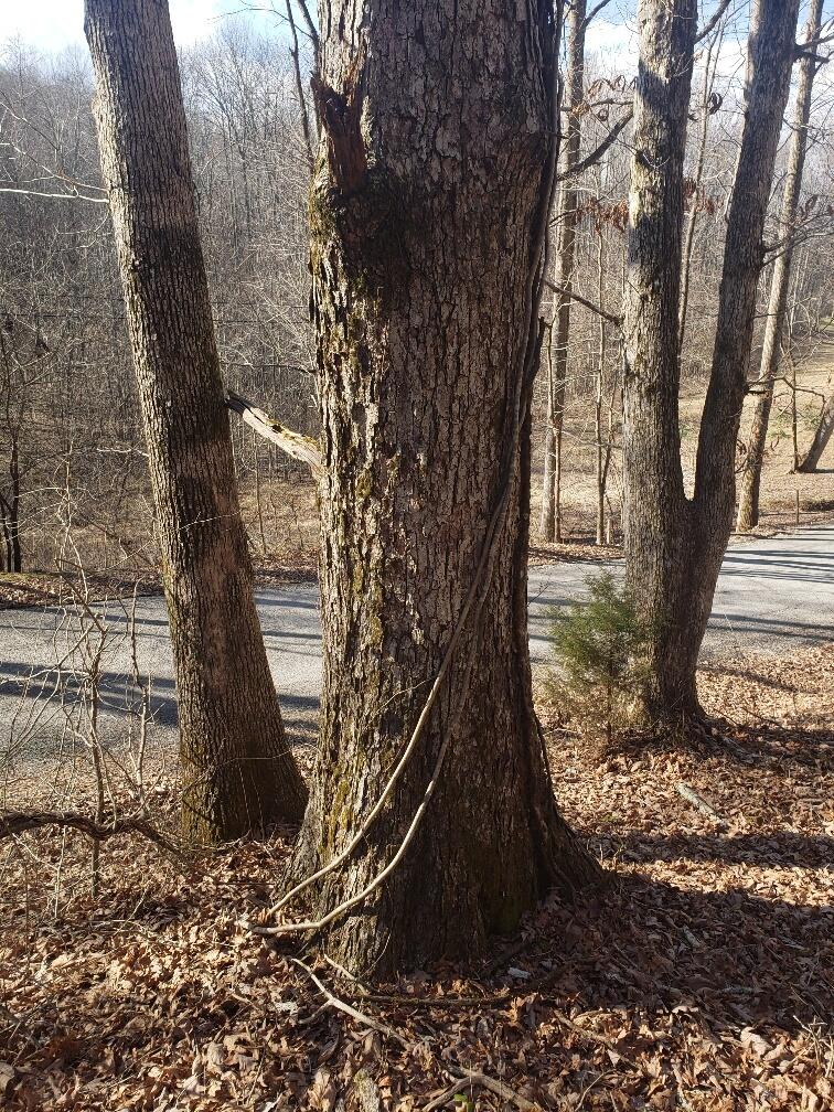 1072 Lowes Gap Road Spring City, TN 37381 - Photo 10 of 22 20220211_140437_resized